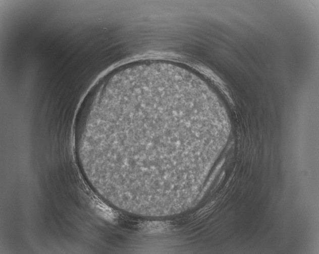 X0000081591280200702121504