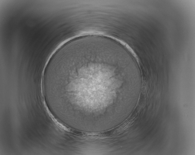 X0000081591295200702121504