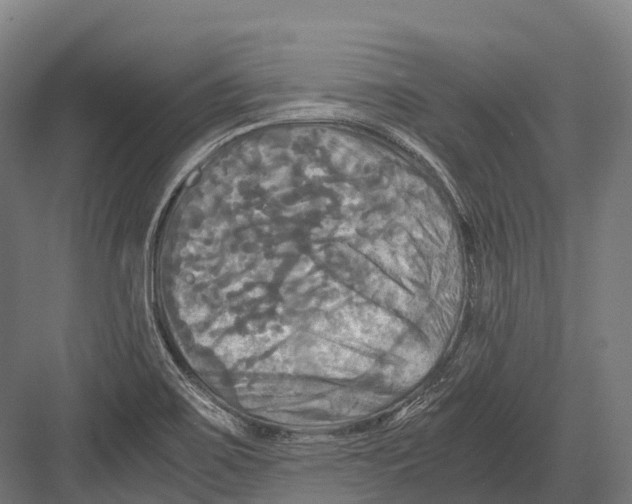 X0000081591467200702121501