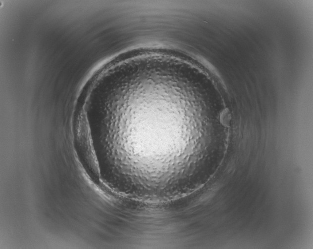 X0000081600935200701151335