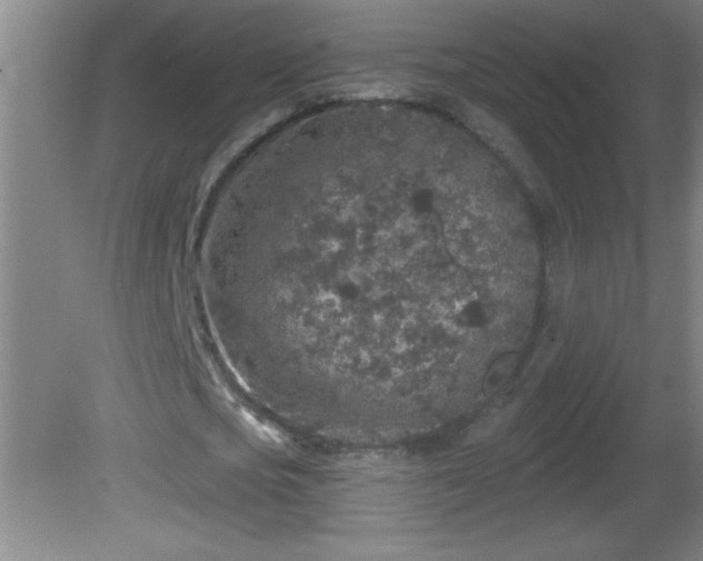 X0000081600721200701221135