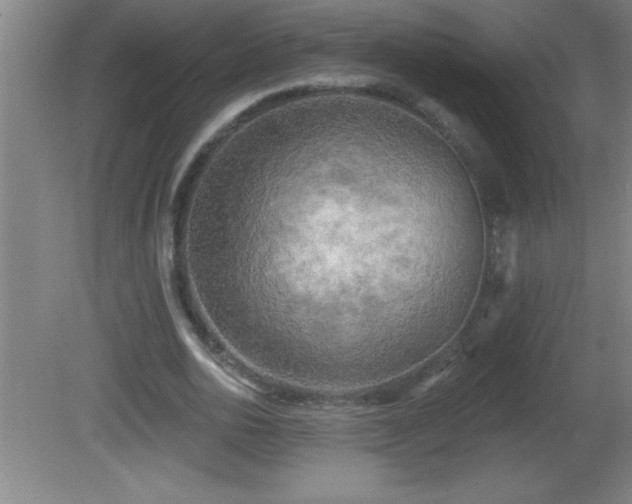 X0000081600726200701221136