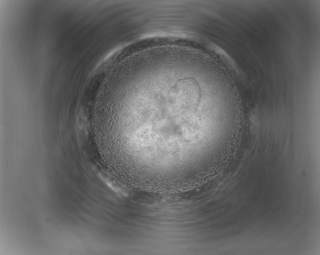 X0000081601064200701221130