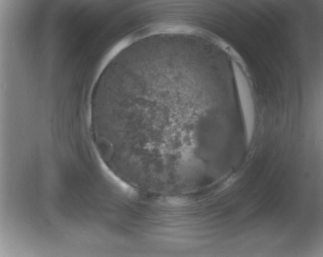 X0000081601095200701221130