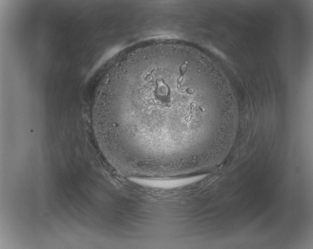 X0000081601255200701221127