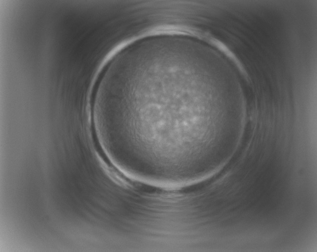 X0000081601372200701221125