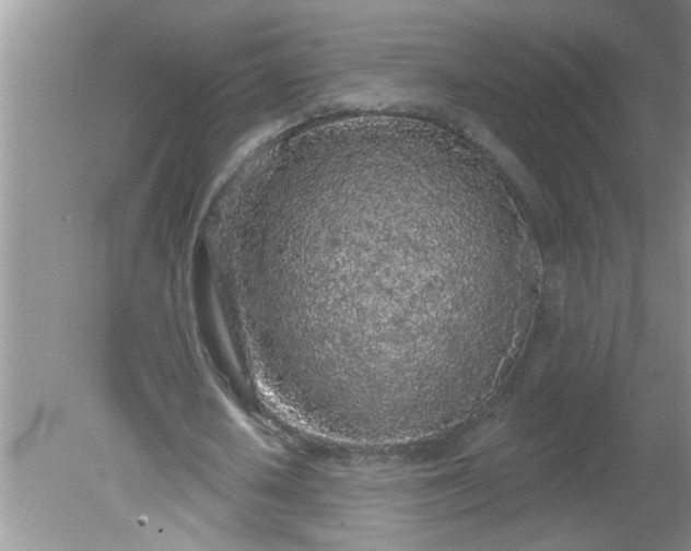 X0000081600626200701291402