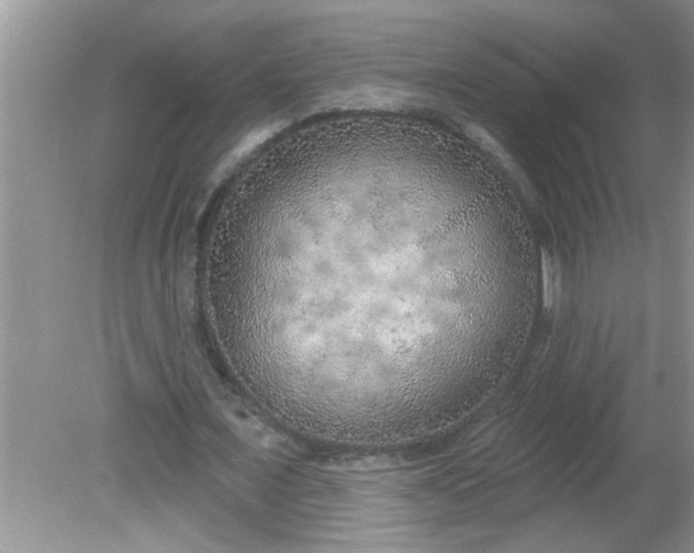 X0000081600675200701291402