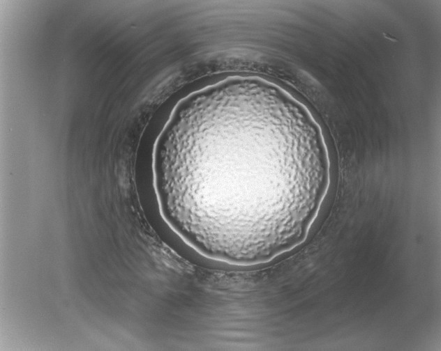 X0000081600774200701291400