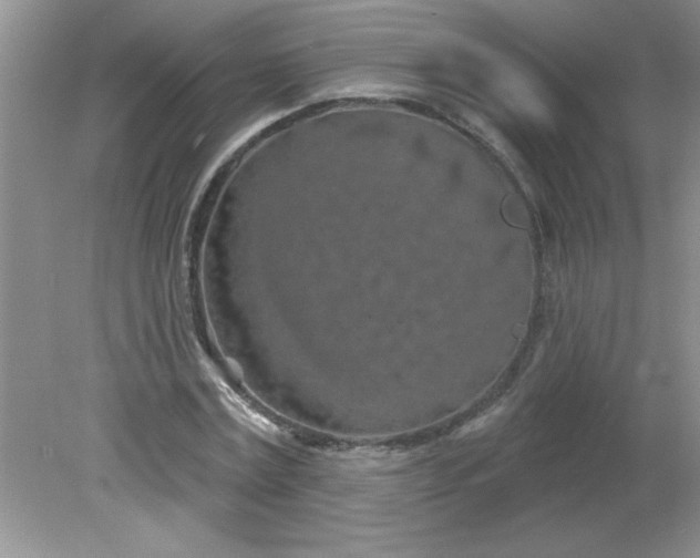 X0000081600779200701291400