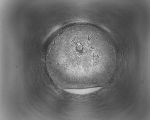 X0000081601255200701291352