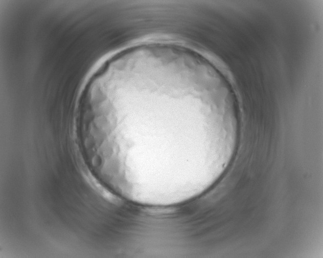 X0000081601296200701291351