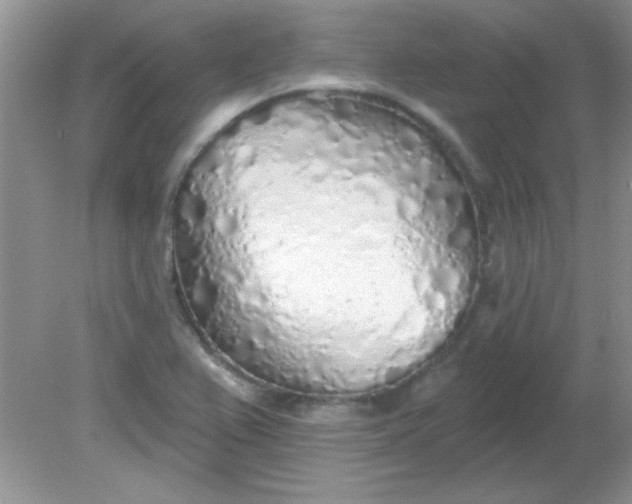 X0000081601367200701291350