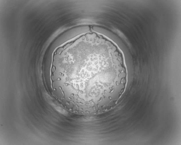 X0000081601435200701291350