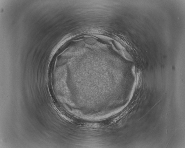 X0000081600195200702051338