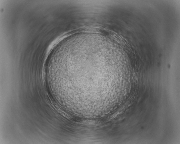 X0000081600294200702051336