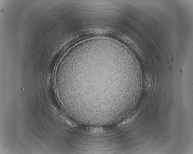 X0000081600355200702051335