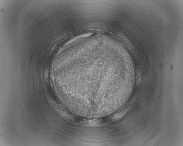 X0000081600365200702051335