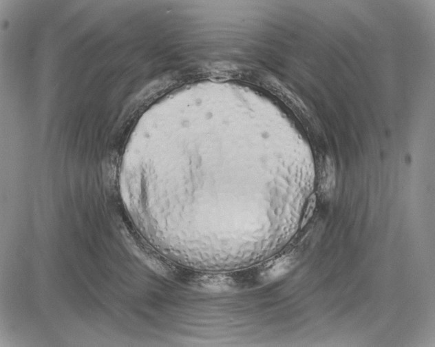 X0000081600427200702051334