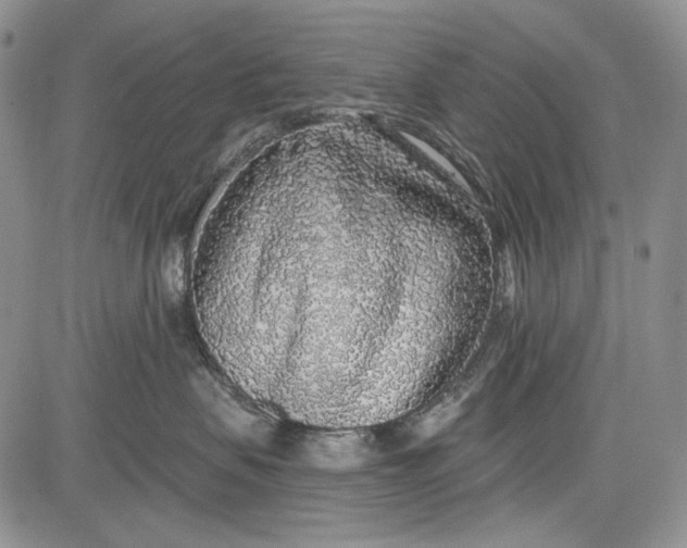 X0000081600479200702051334