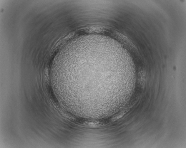 X0000081600506200702051333