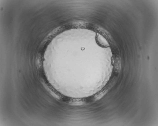 X0000081600622200702051331