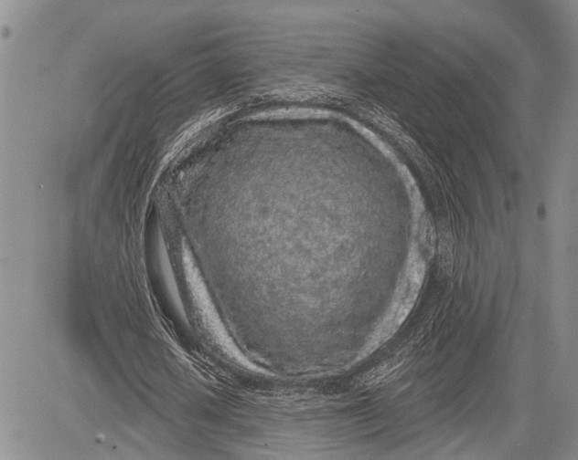 X0000081600626200702051330