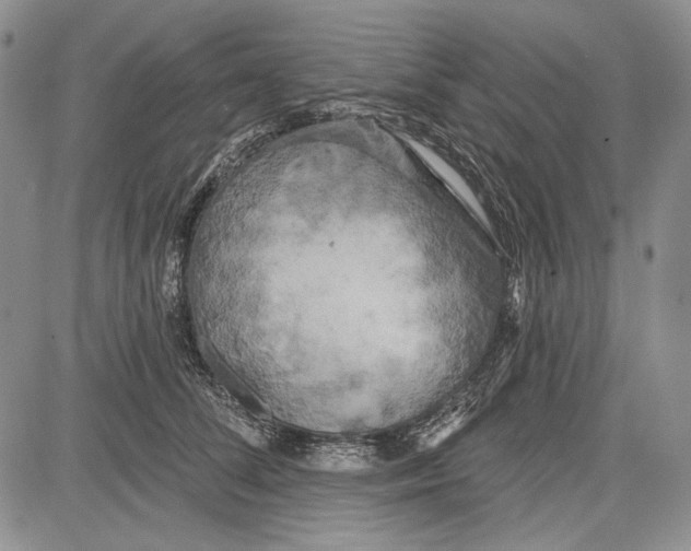 X0000081600708200702051329