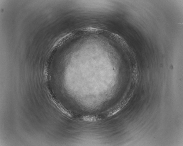 X0000081600762200702051329