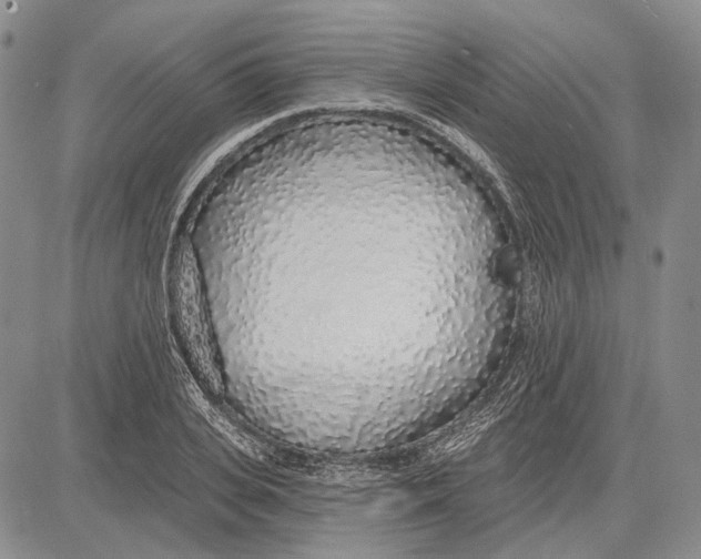 X0000081600935200702051325