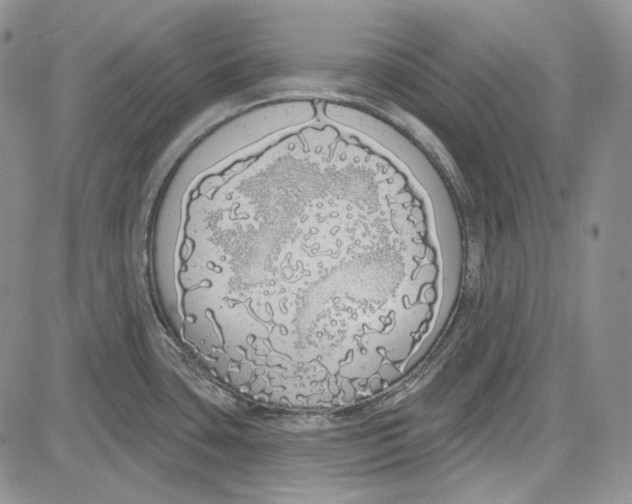 X0000081601435200702051318