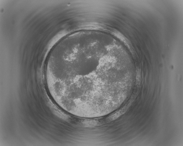 X0000081601466200702051317