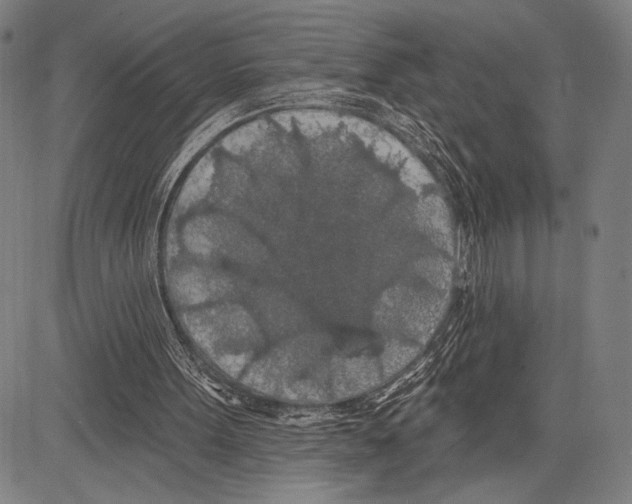 X0000081600099200702121559