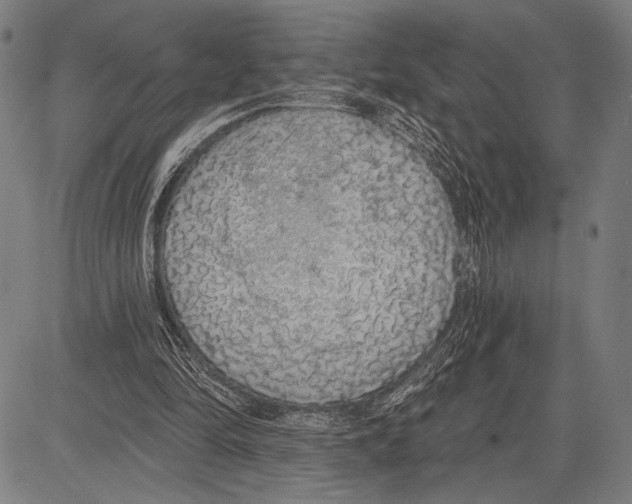 X0000081600294200702121556