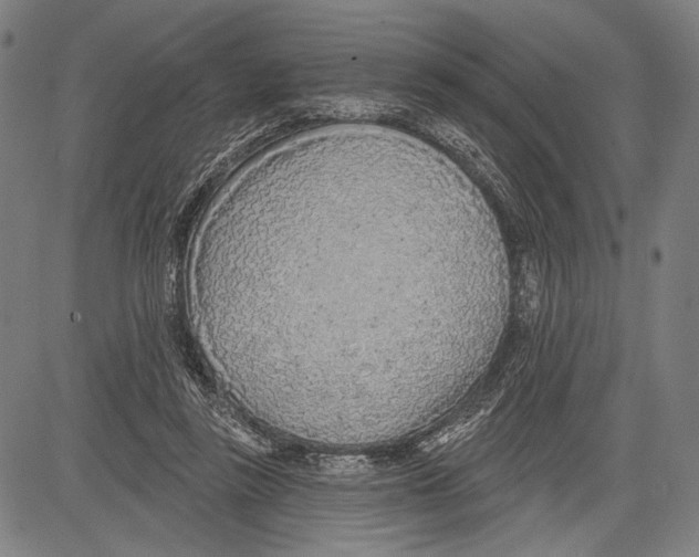 X0000081600355200702121555