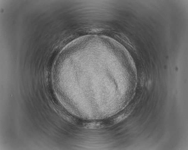 X0000081600366200702121555