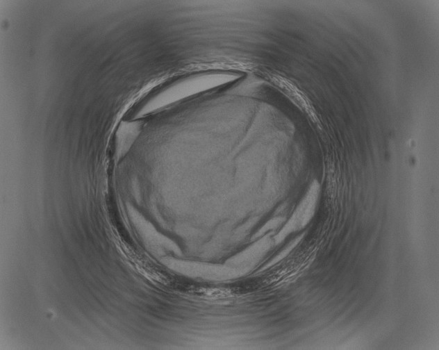 X0000081600395200702121554