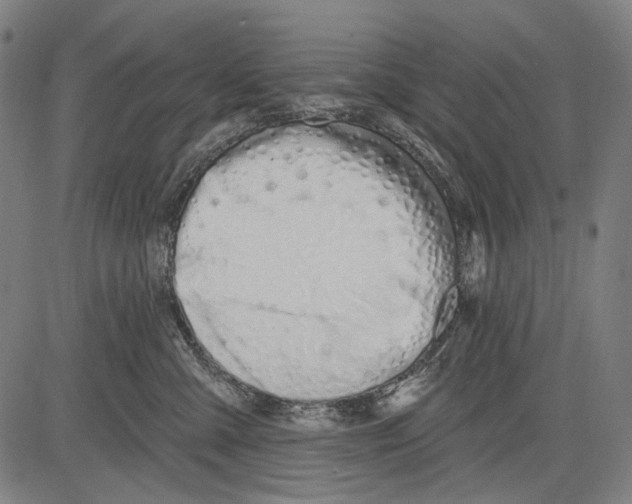 X0000081600427200702121554