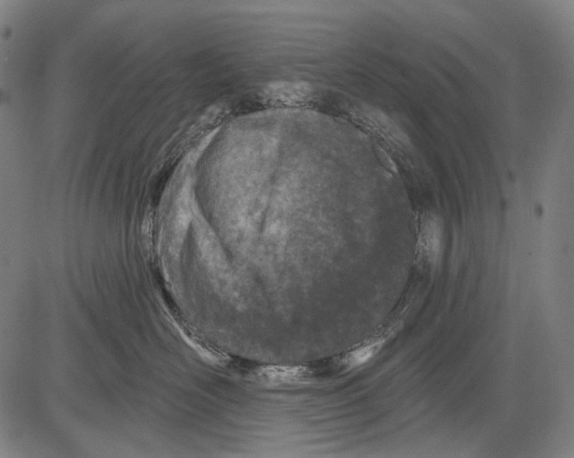 X0000081600526200702121552