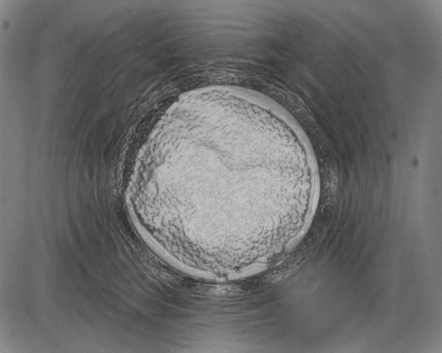 X0000081600663200702121551