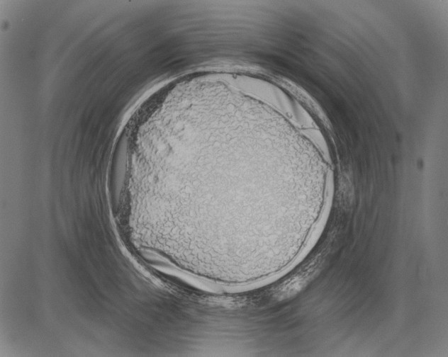 X0000081600855200702121547