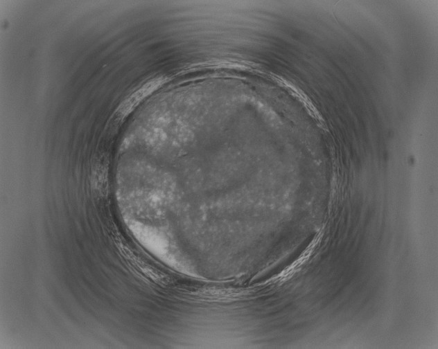 X0000081600977200702121545