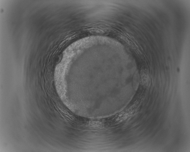 X0000081601297200702121539