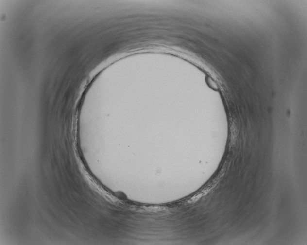 X0000081601526200702121536