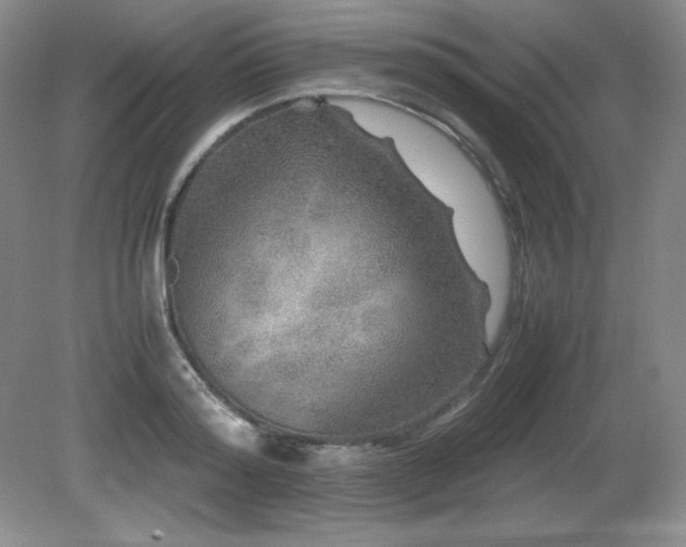 X0000081610796200701151404