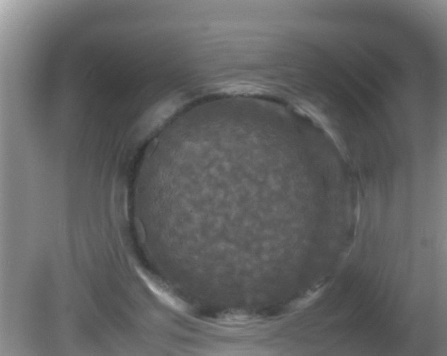 X0000081610205200701221211