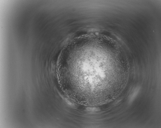 X0000081610281200701221210