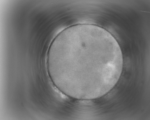 X0000081610856200701221200