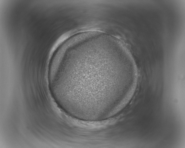 X0000081610006200701291439