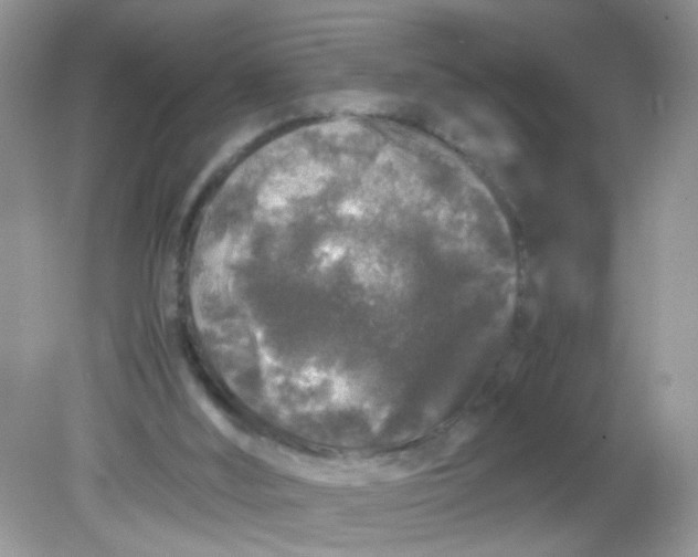 X0000081610012200701291439